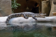 Krokodýl siamský - Zoo Jihlava | fotografie