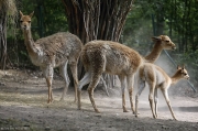 Lama vikuňa - Zoo Brno | fotografie