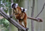 Lemur černý - Zoo Jihlava | fotografie
