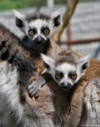 Lemur kata - Faunapark Horní Lipová | fotografie