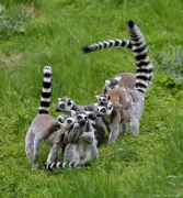 Lemur kata - Zoo Jihlava | fotografie