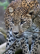 Levhart perský - Zoo Jihlava | fotografie