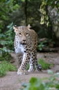 Levhart perský - Zoo Jihlava | fotografie