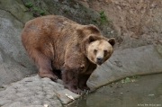Medvěd hnědý - Zoo Plzeň | fotografie