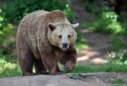 Medvěd hnědý - Zoo Plzeň | fotografie