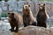Medvěd kamčatský - Zoo Brno | fotografie