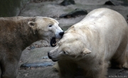 Medvěd lední - Zoo Brno | fotografie