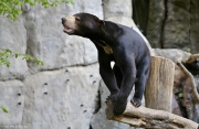Medvěd malajský - Zoo Jihlava | fotografie