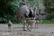 Nandu pampový, pštros dvouprstý - Zoo Jihlava | fotografie