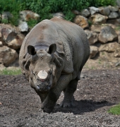 Nosorožec indický - Zoo Plzeň | fotografie