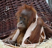 Orangutan sumaterský - Zoo Praha | fotografie