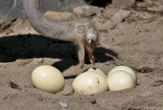 Pštros dvouprstý - Zoo Jihlava | fotografie