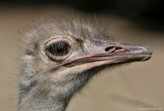 Pštros dvouprstý - Zoo Jihlava | fotografie