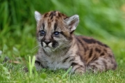 Puma americká - Faunapark Horní Lipová | fotografie