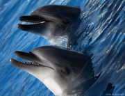 Sealanya - delfinárium | fotografie