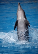 Sealanya - delfinárium | fotografie