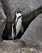 Tučňák Humboldtův - Zoo Plzeň | fotografie