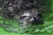 Tuleň obecný - Zoo Jihlava | fotografie
