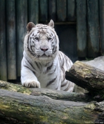 Tygr indický, bílá forma - Zoo Liberec | fotografie