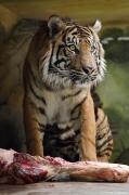 Tygr sumaterský - Zoo Brno | fotografie