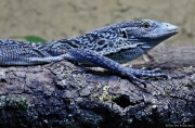 Varan modrý - Zoo Jihlava | fotografie