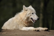 Vlk arktický - Zoo Brno | fotografie