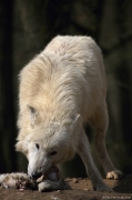Vlk arktický - Zoo Brno | fotografie