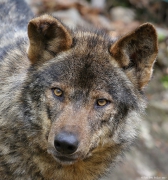 Vlk iberský - Zoo Jihlava | fotografie