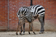 Zebra bezhřívá - Zoo Liberec | fotografie