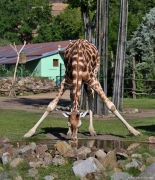 Žirafa Rothschildova - Zoo Plzeň | fotografie