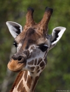 Žirafa Rothschildova - Zoo Praha | fotografie