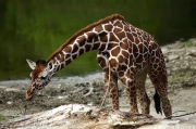 Žirafa síťovaná - Zoo Brno | fotografie